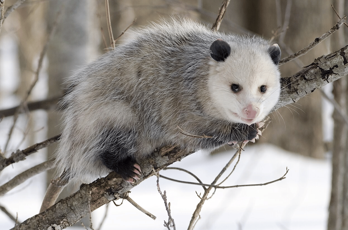 opossum