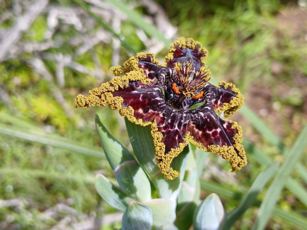 Ferraria crispa