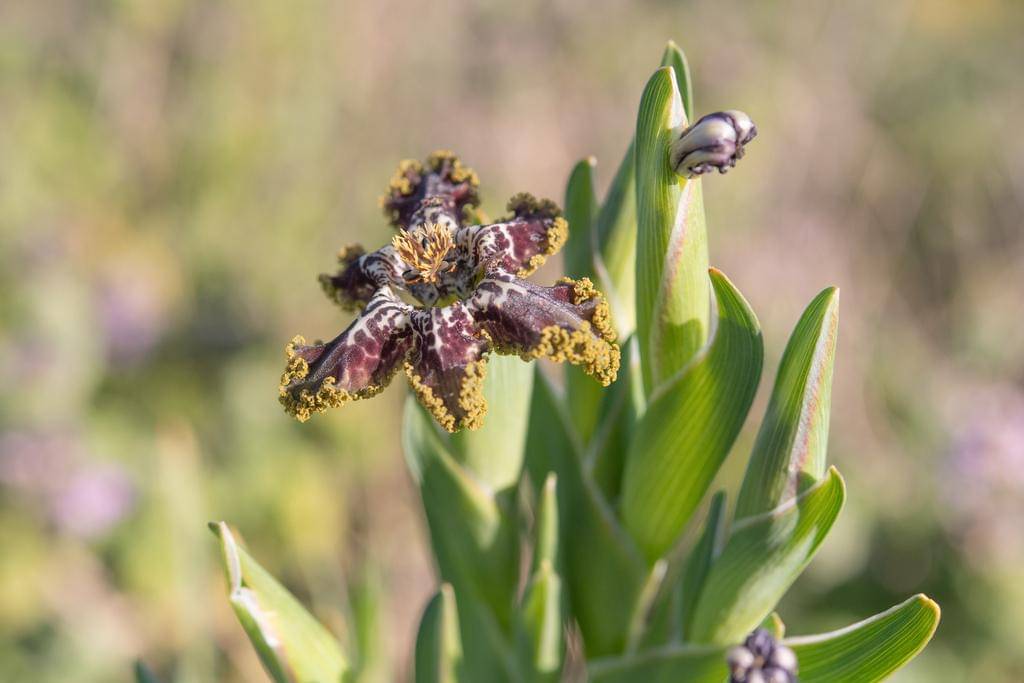 Ferraria crispa
