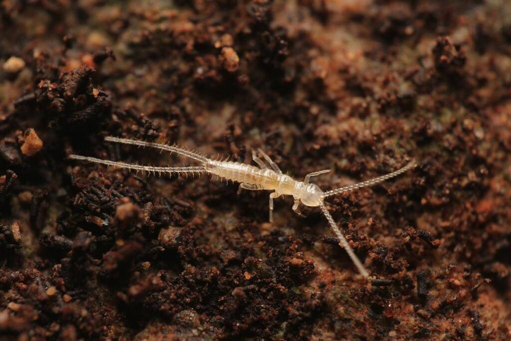 Famili Campodeidae