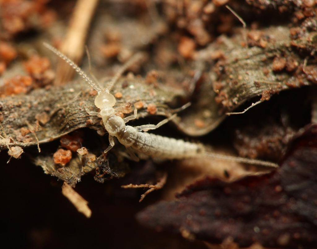Ekor Garpu (Ordo Diplura)