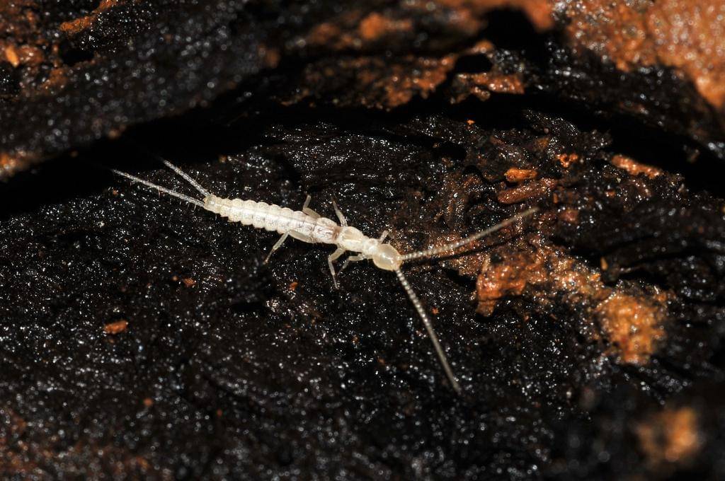 Genus Campodea