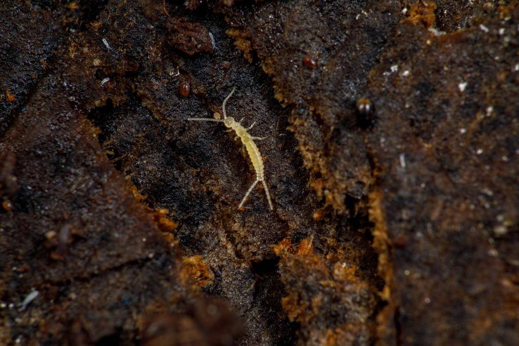 Genus Campodea