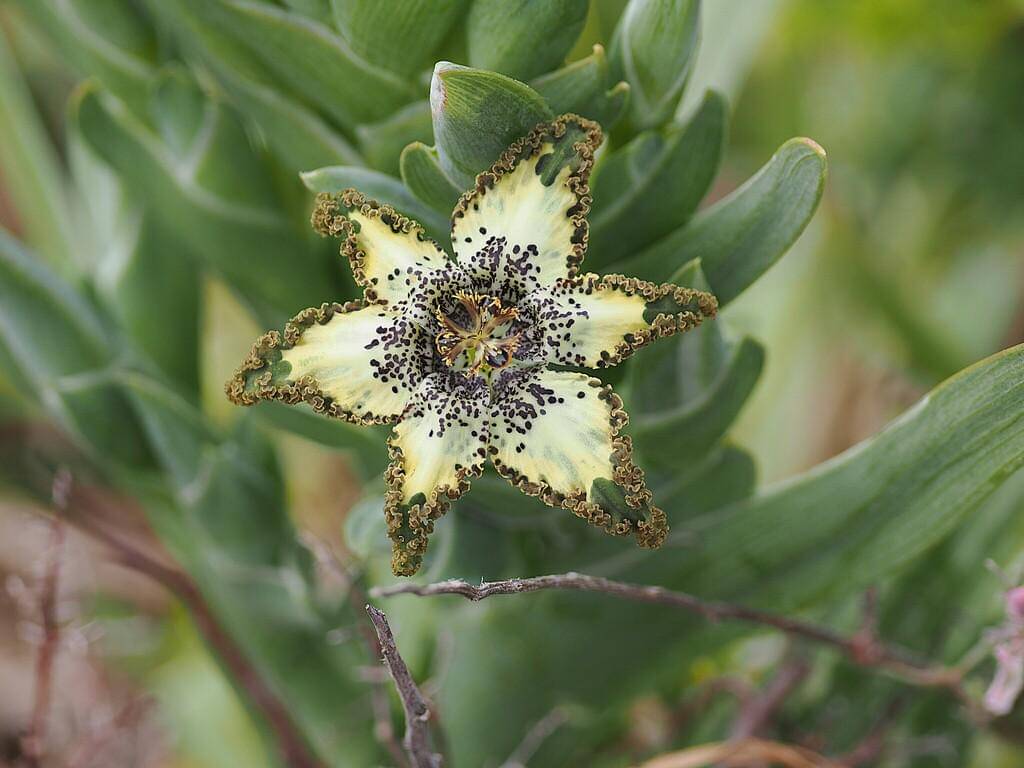 Ferraria crispa