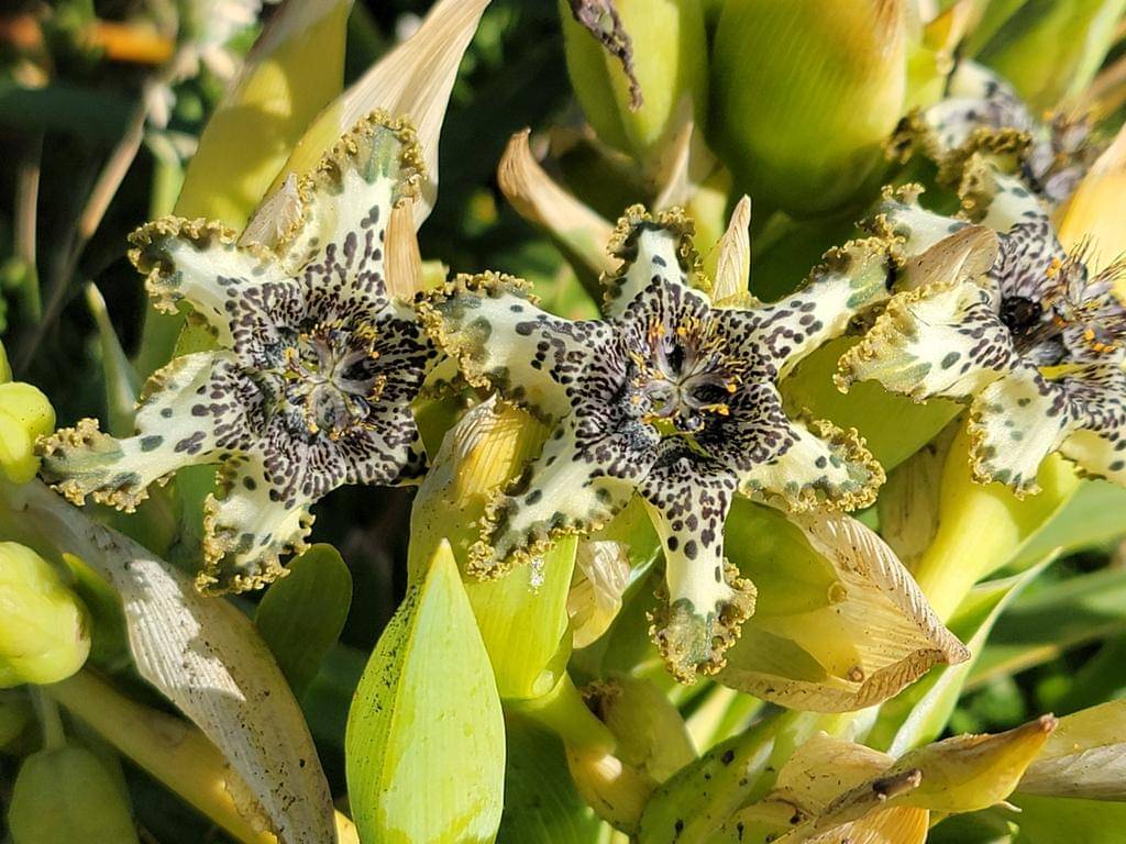 Ferraria crispa