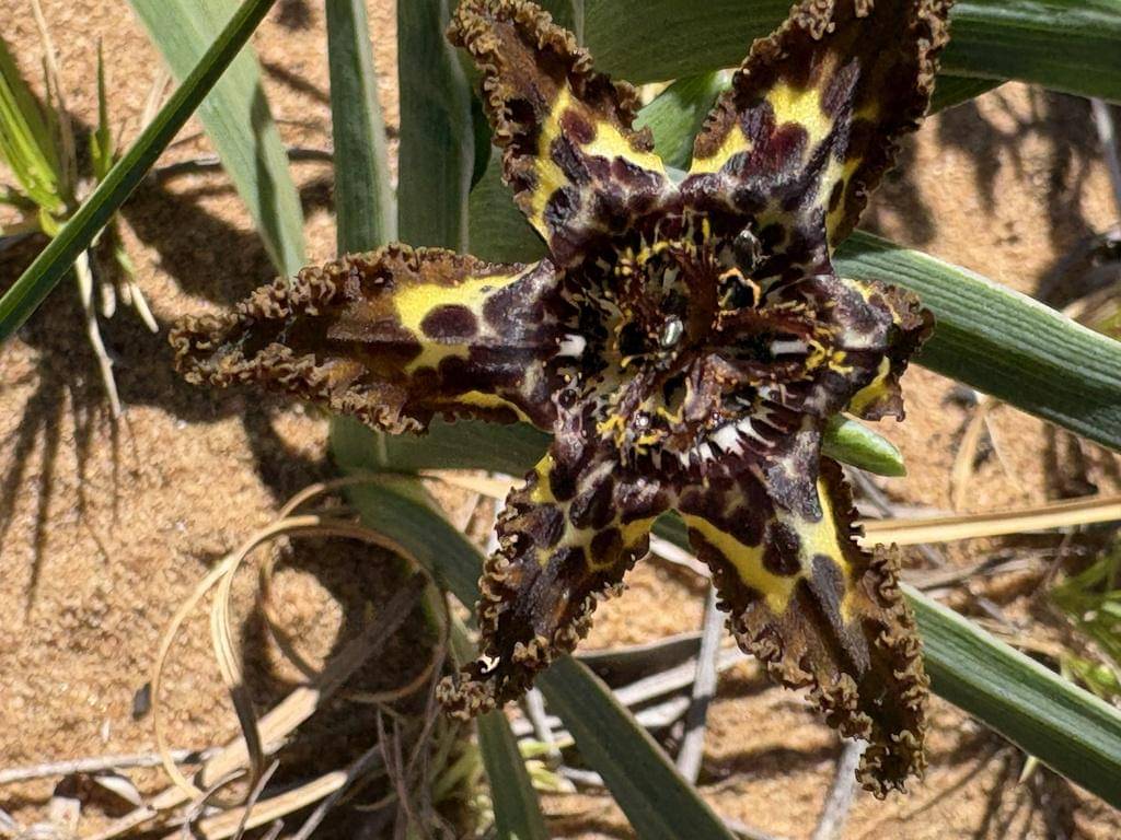 Ferraria crispa