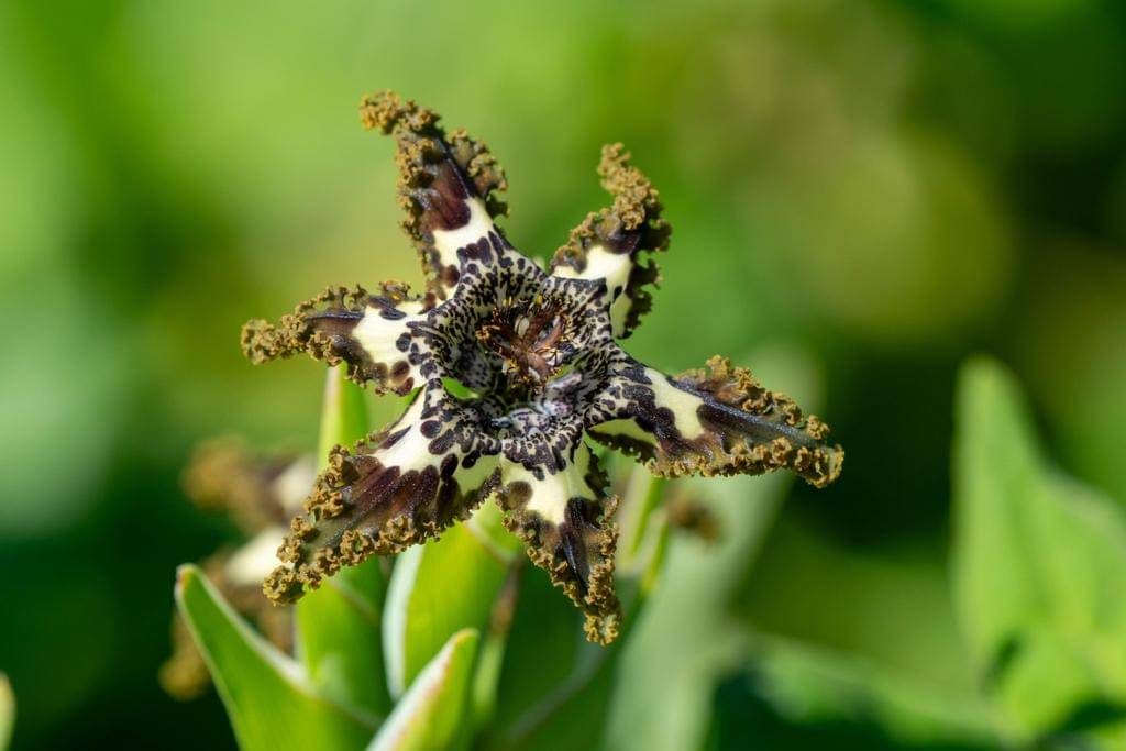 Ferraria crispa
