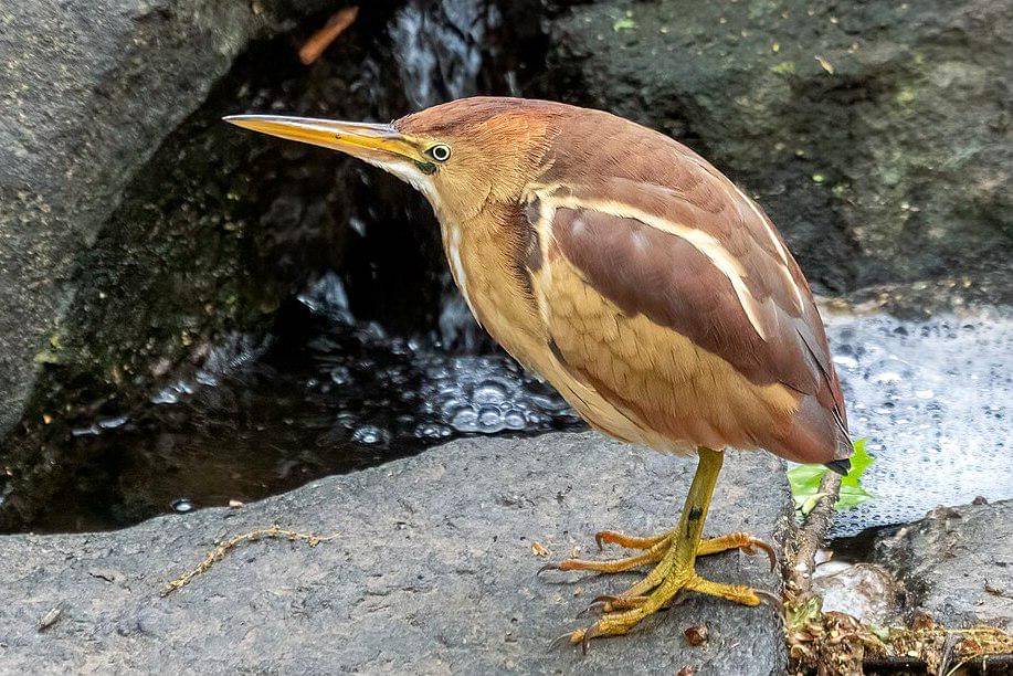 tampilan sekujur tubuh bambangan kerdil