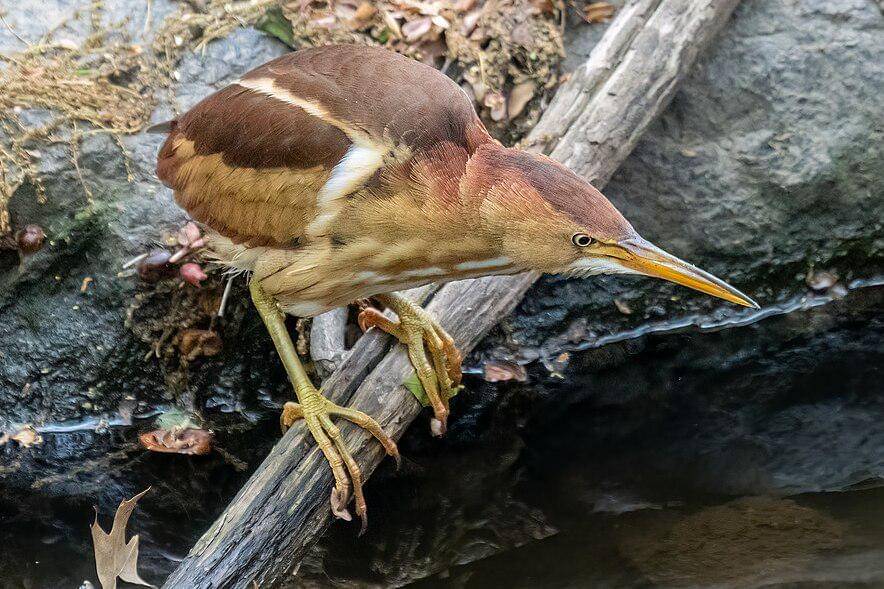 Bambangan kerdil bertengger di batang kayu.