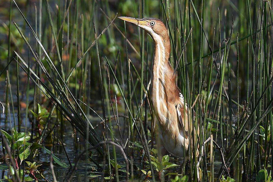 bambangan kerdil betina di antara alang-alang
