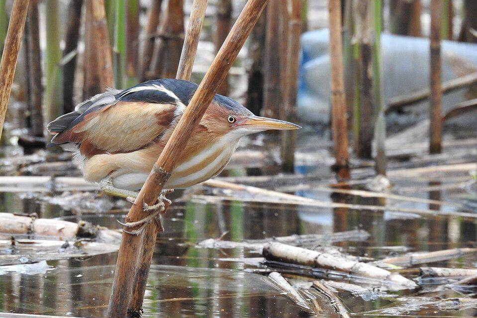 bambangan kerdil di habitat asli