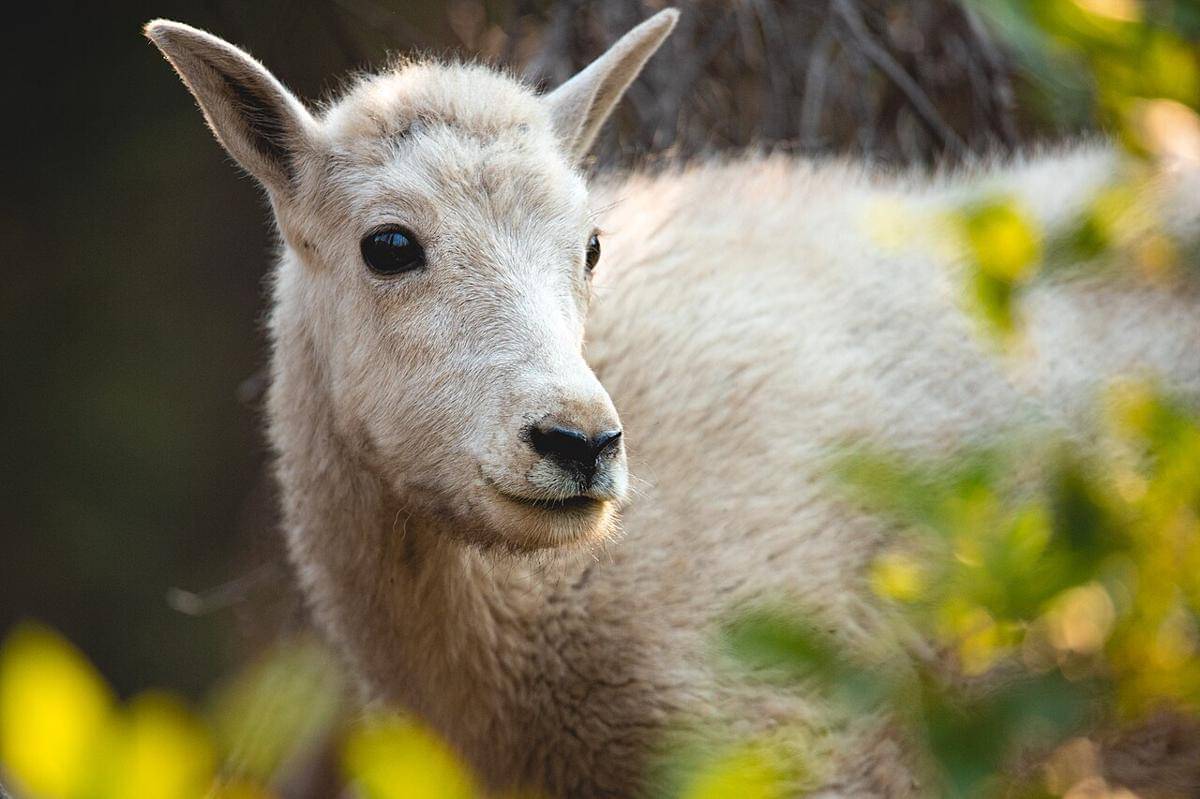 kambing gunung