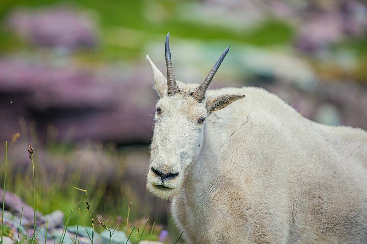 kambing gunung