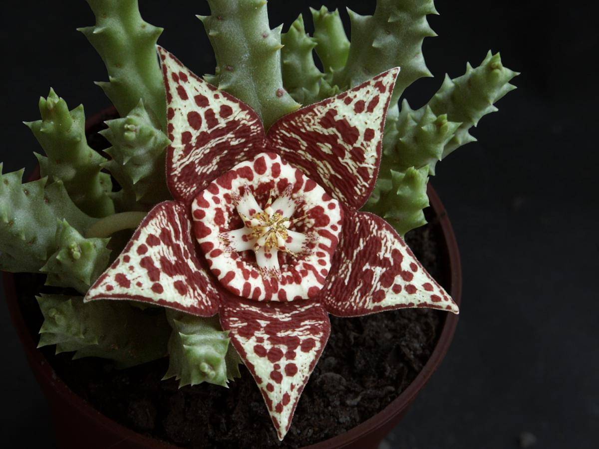 starfish cactus
