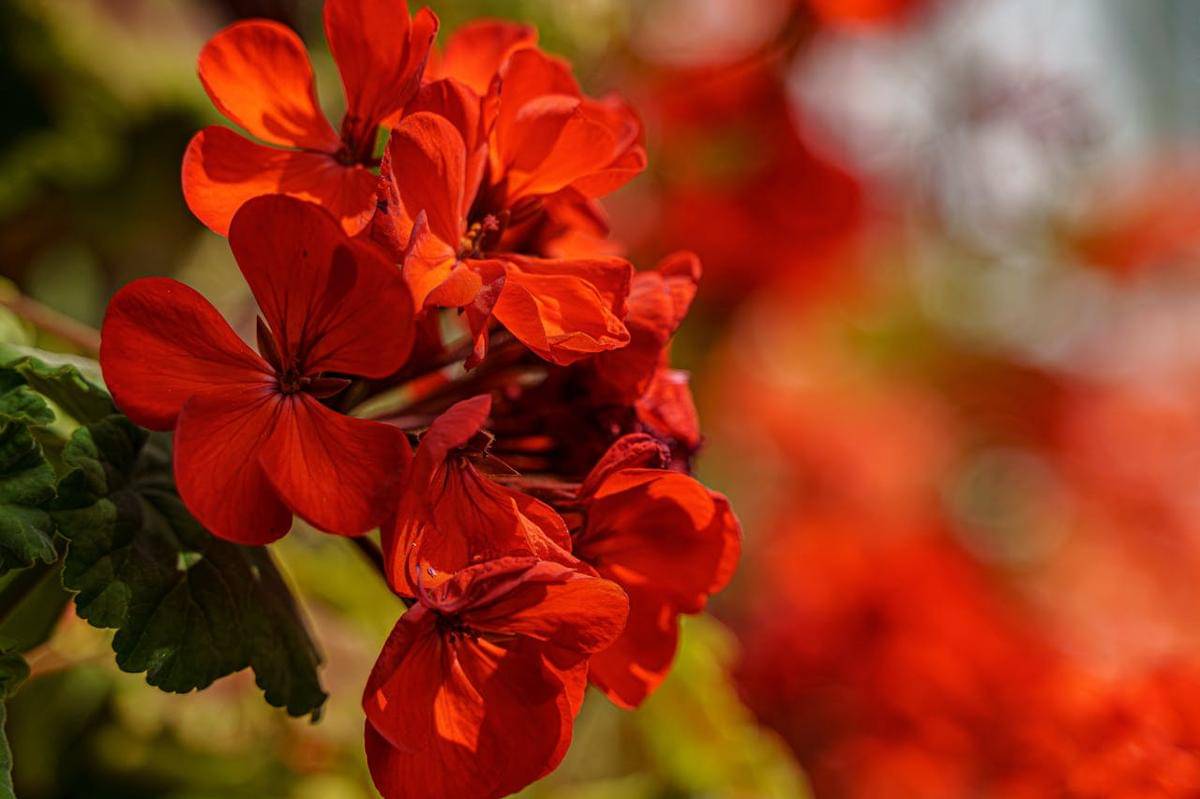 ilustrasi geranium merah