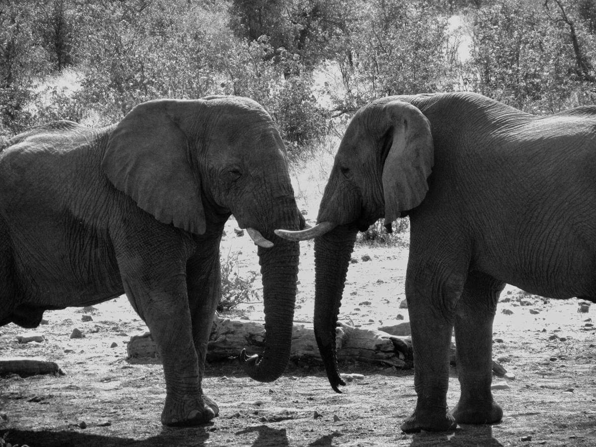 gajah melakukan pemakaman untuk gajah lain yang mati