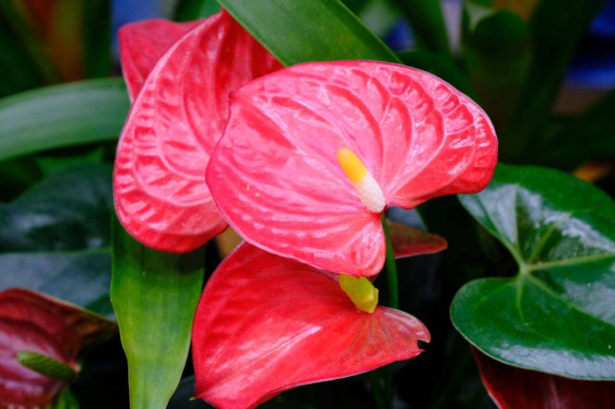 ilustrasi anthurium merah