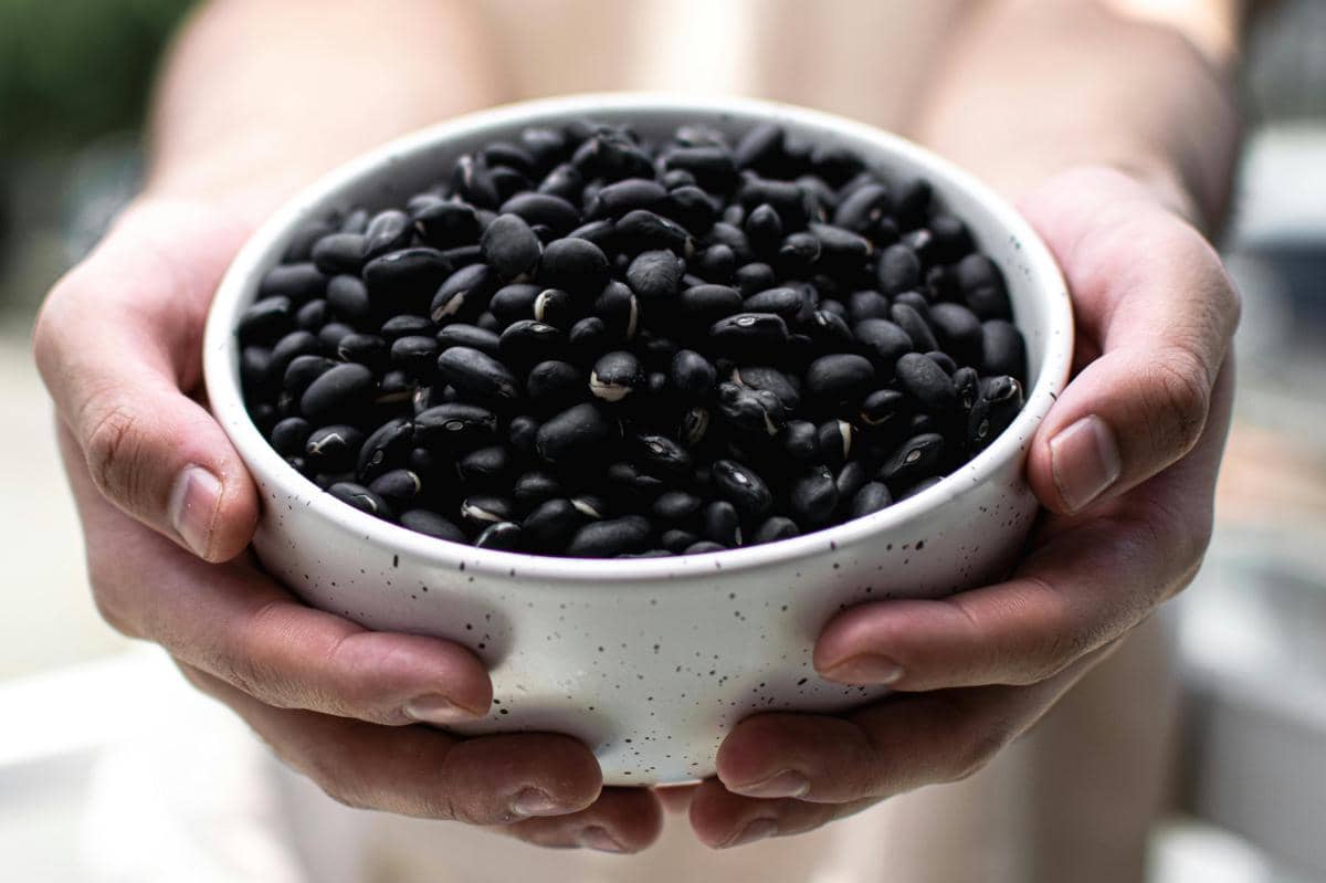 ilustrasi kacang hitam