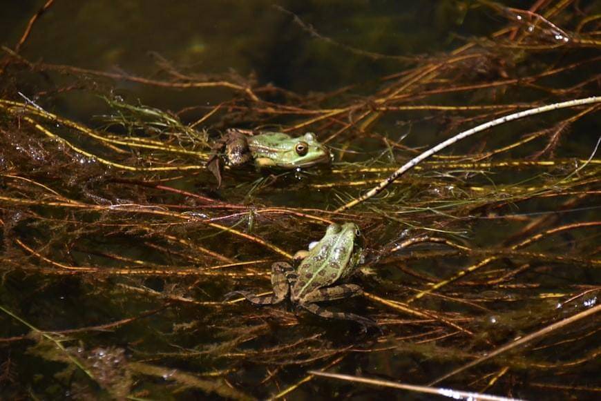 Ilustrasi katak yang cacat akibat polusi tinggi di suatu tempat