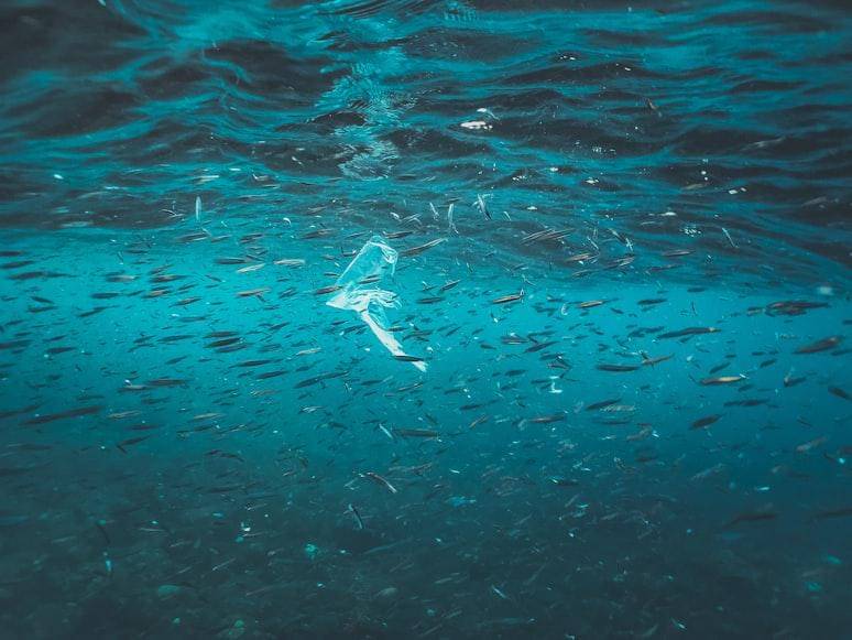 Ilustrasi ikan teri dan sarden yang jadi korban akibat mikroplastik di lautan