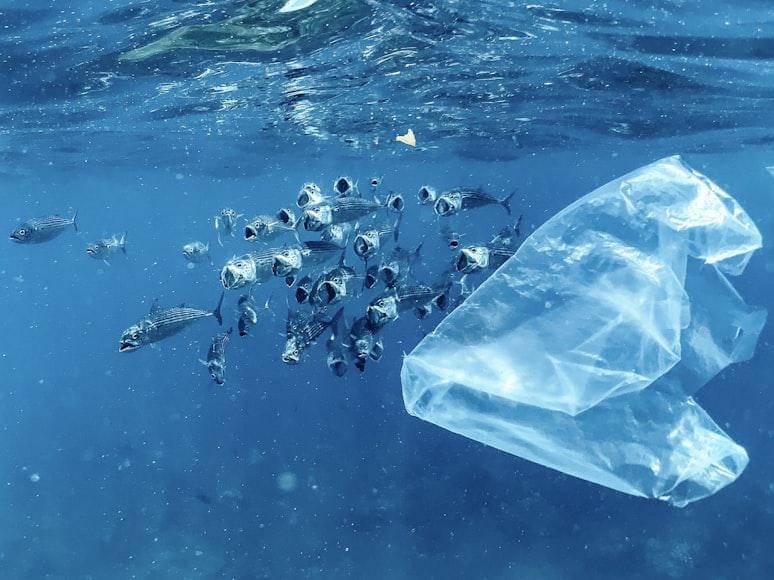 Ilustrasi ikan tuna yang tak hanya memangsa ikan kecil tapi juga mikroplastik di lautan