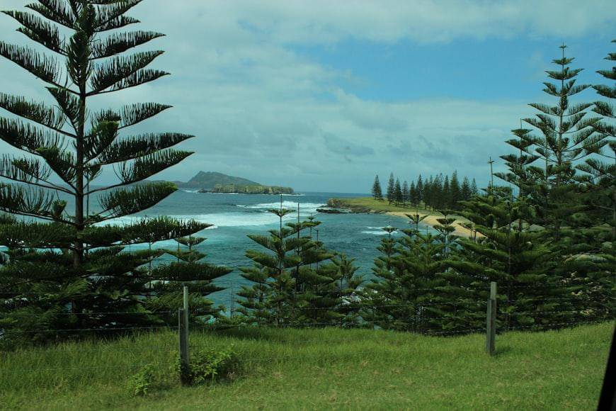 Potret pohon pinus di Norfolk Island