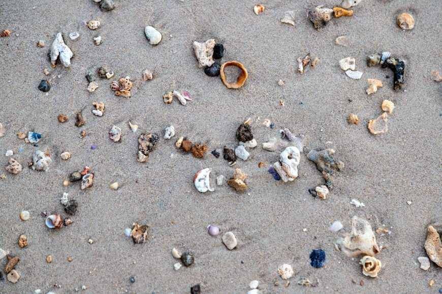 Ilustrasi kerang dan tiram yang ikut tercemar akibat tumpukan mikroplastik di lautan