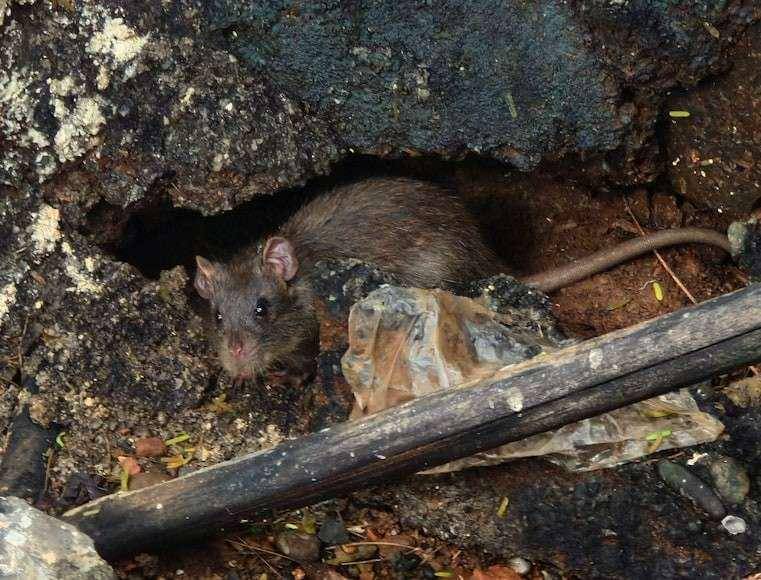 Ilustrasi tikus yang jadi penanda ekosistem terpapar logam berat