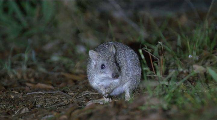 ilustrasi northern bettong