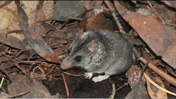 ilustrasi kangaroo island dunnart