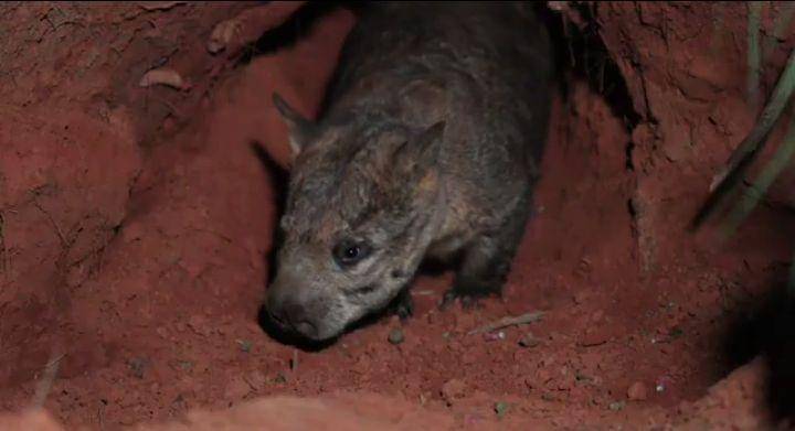 ilustrasi northern hairy-nosed wombat