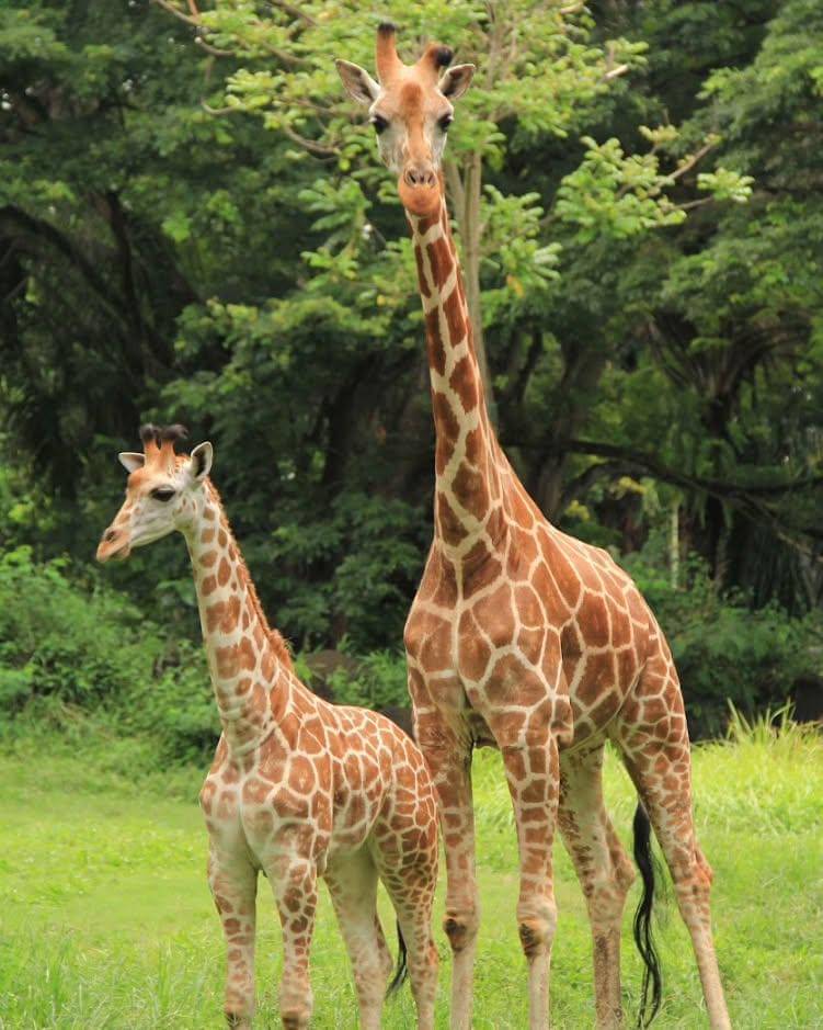salah satu hewan di Taman Safari Bali 