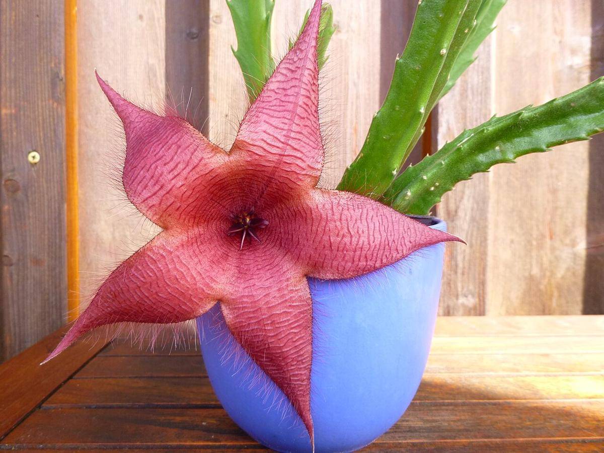 starfish cactus