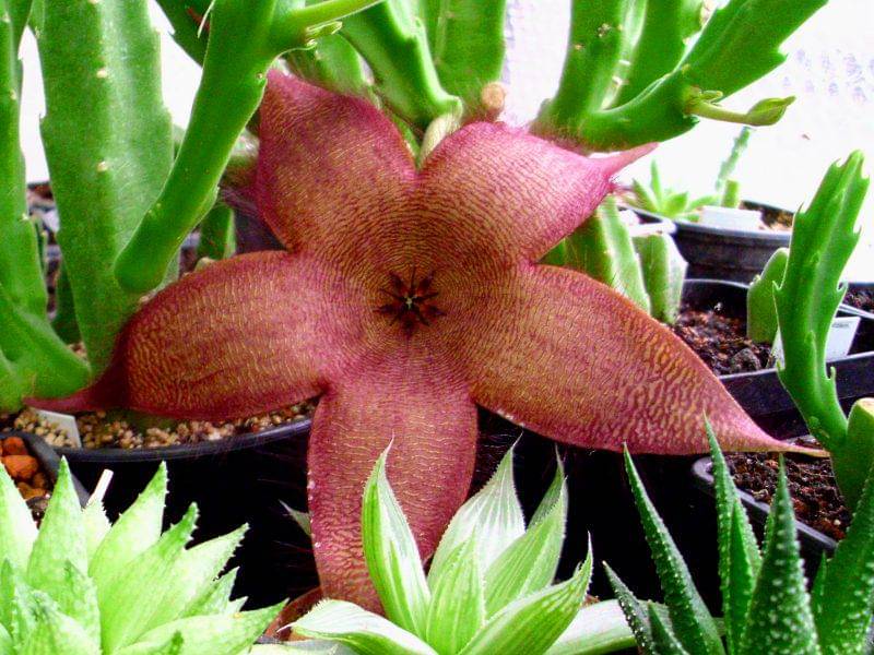 starfish cactus