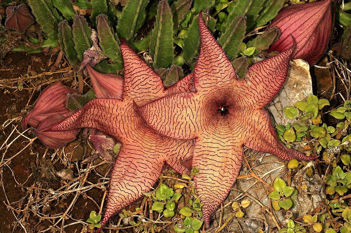 starfish cactus