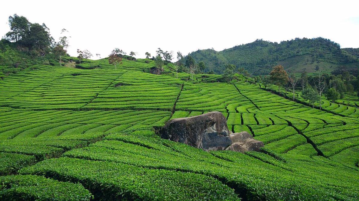 Kebun Teh Rancabali