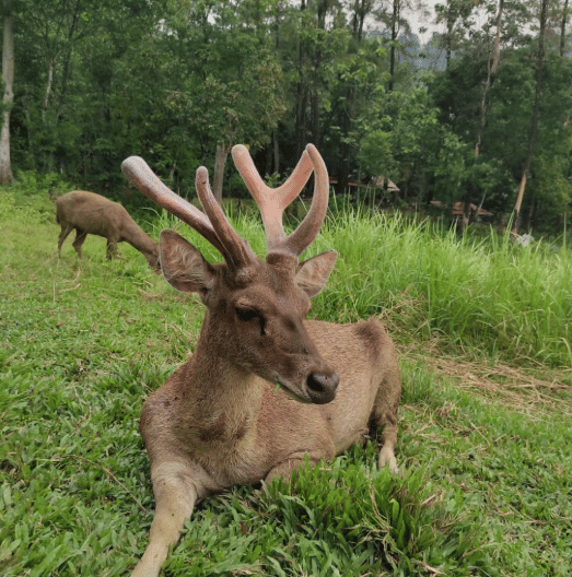 Penangkaran Rusa Giri Jaya di Puncak