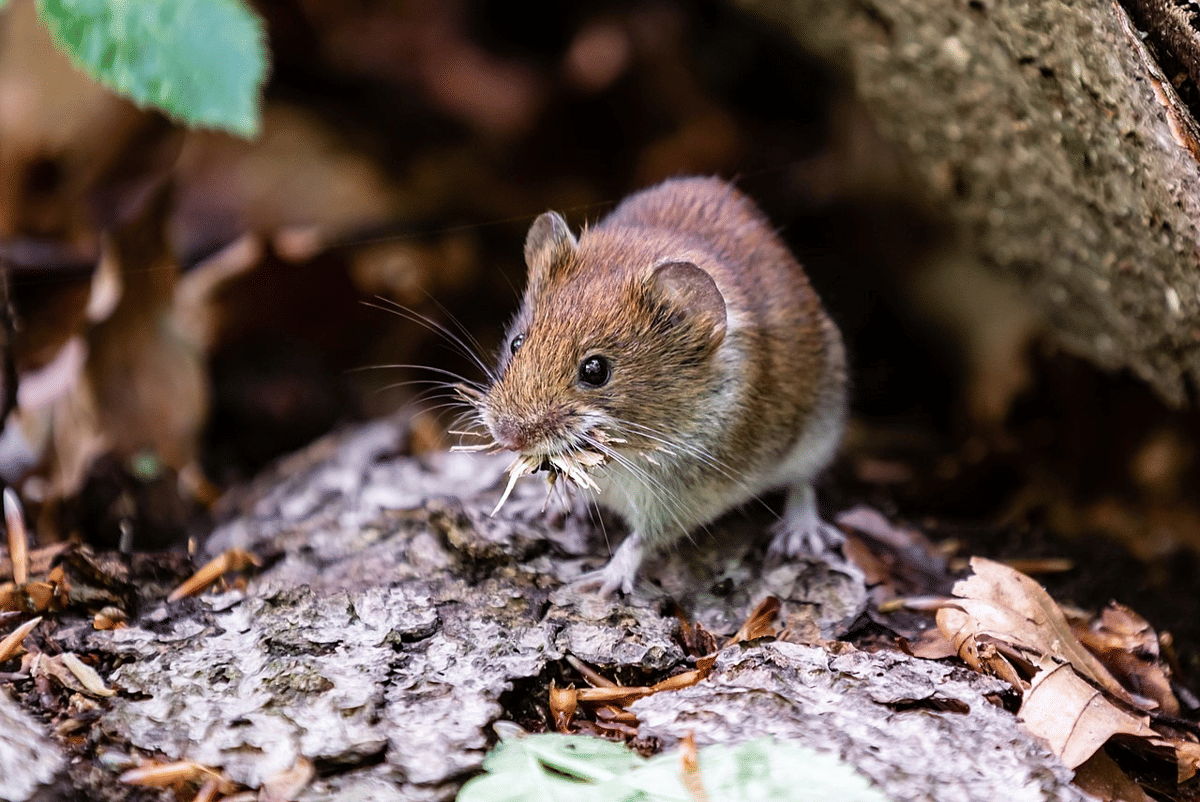 tikus