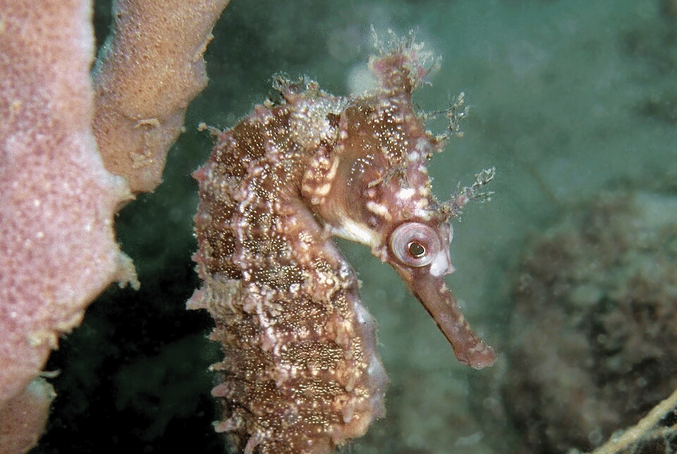 5 Fakta Kuda Laut Sydney, Terancam oleh Aktivitas Manusia