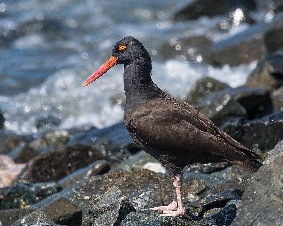Burung tiram hitam dengan habitat pantai berbatu