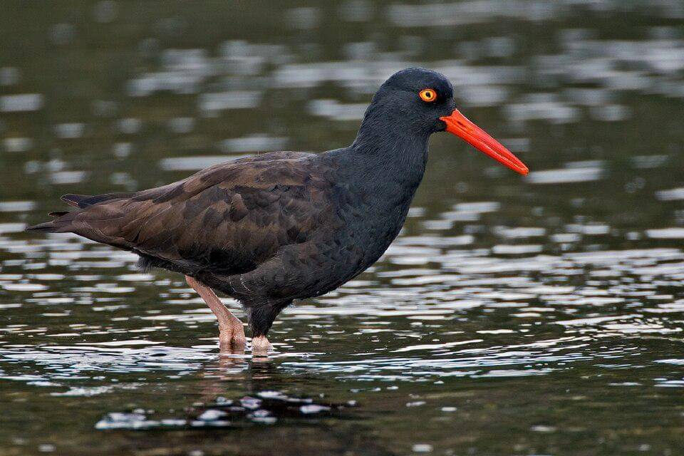 Burung tiram hitam mencari makanan di perairan