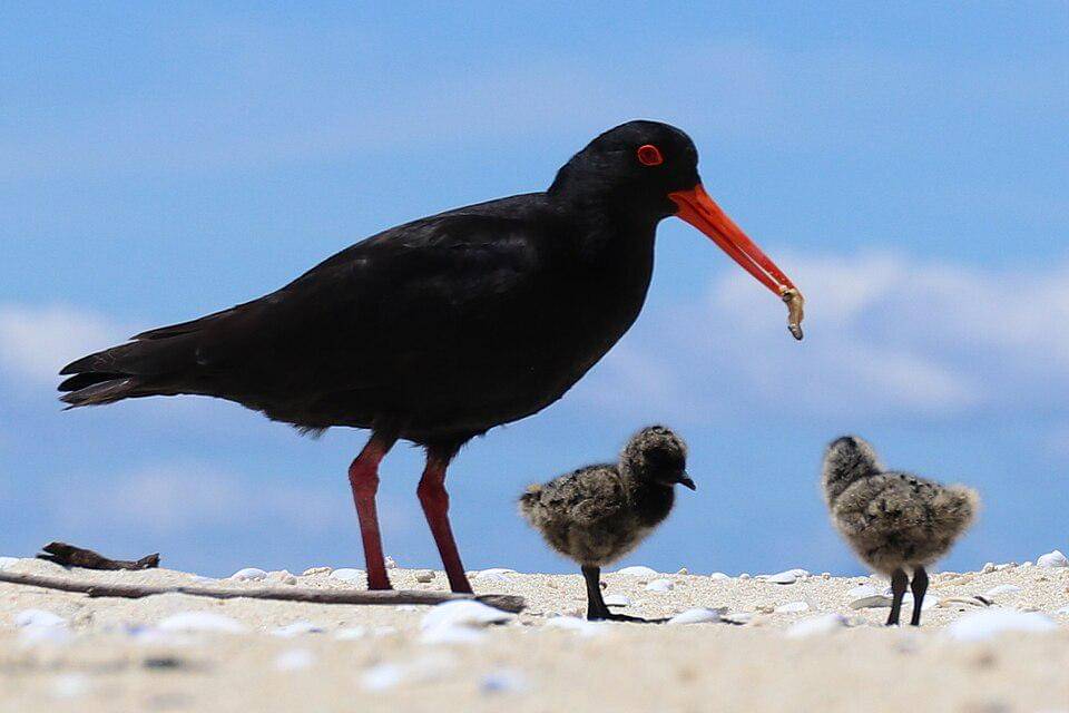 Burung tiram hitam dan anak-anaknya