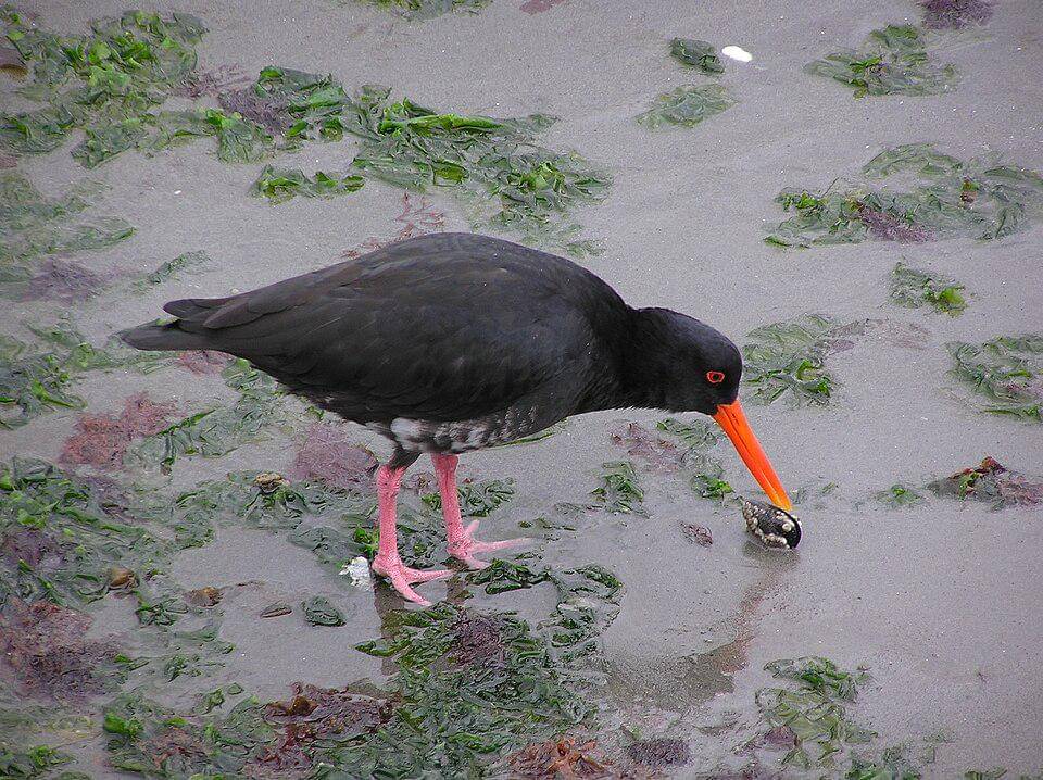Burung tiram hitam