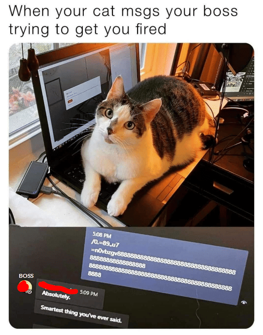 meme kucing di depan laptop