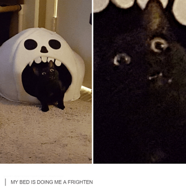 meme kucing tentang Halloween