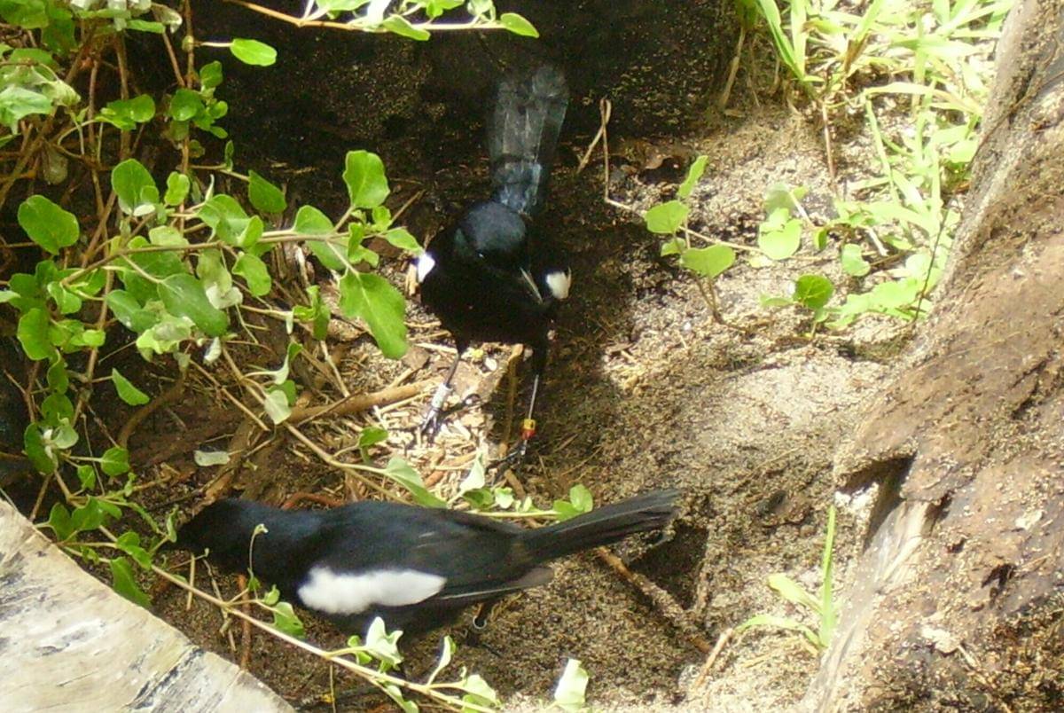 Kucica seychelles