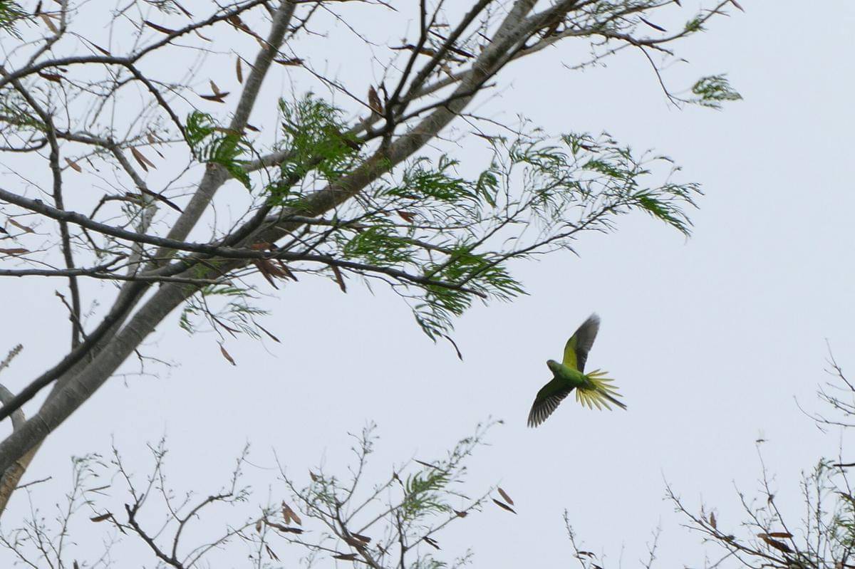 Echo parakeet