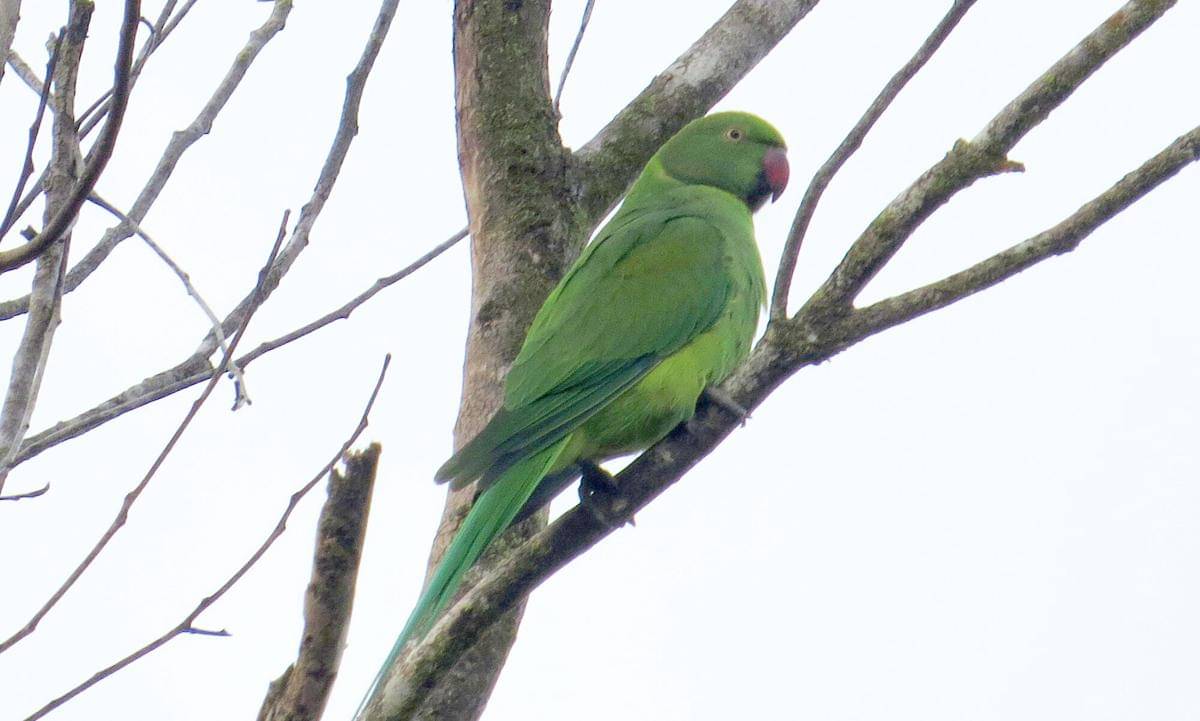 Echo parakeet 