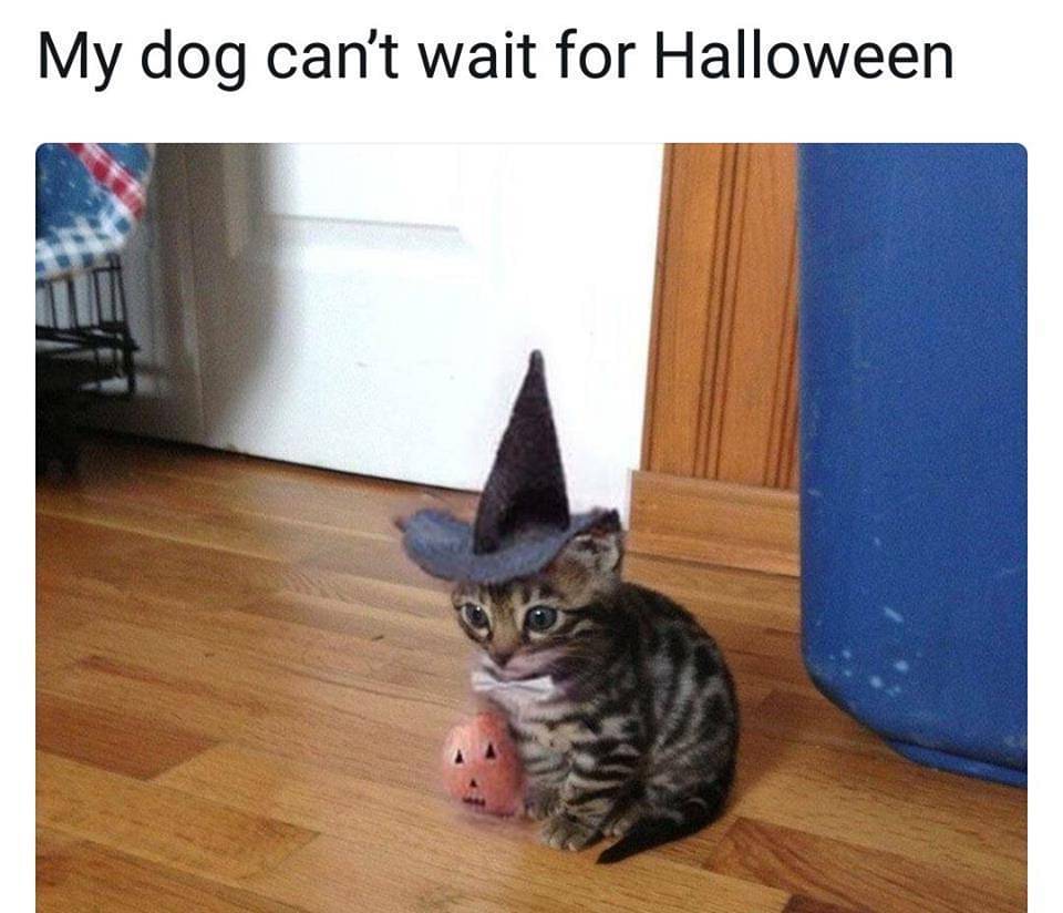 meme kucing tentang Halloween