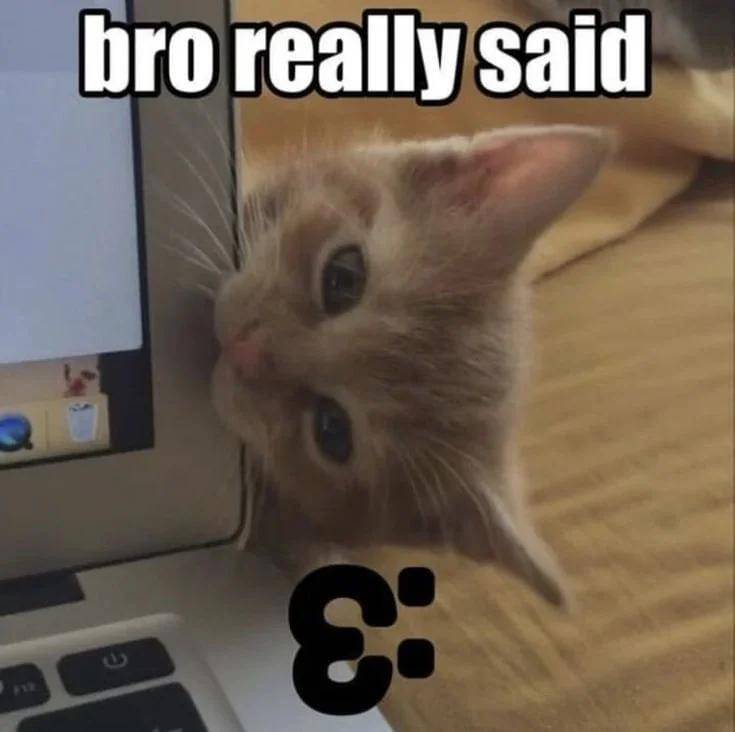 meme kucing di depan laptop
